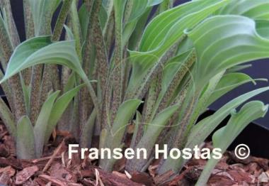 Hosta Rhythm and Blues