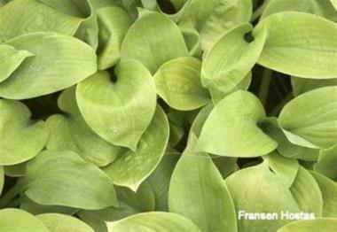 Hosta Rich Uncle