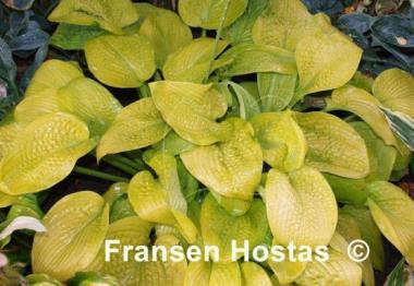 Hosta Rich Uncle