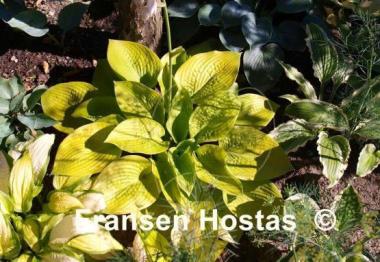 Hosta Rich Uncle