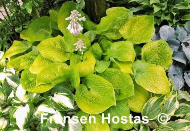 Hosta Rich Uncle