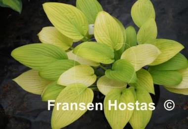 Hosta Richland Gold