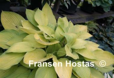 Hosta Richland Gold