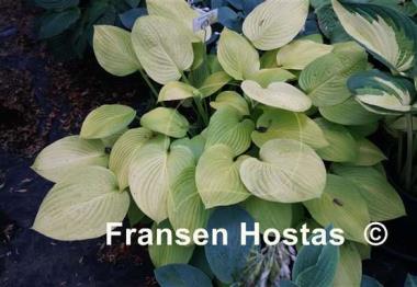 Hosta Richland Gold