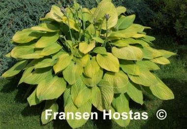 Hosta Richland Gold
