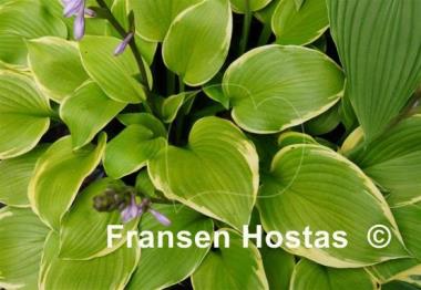 Hosta Richmond