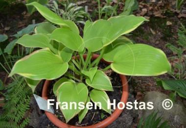 Hosta Richmond