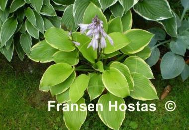 Hosta Richmond