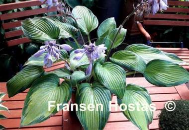 Hosta Rifnik