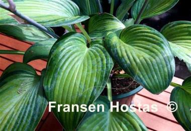 Hosta Rifnik