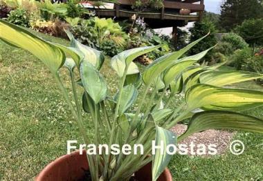 Hosta Rifnik