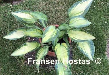 Hosta Rifnik