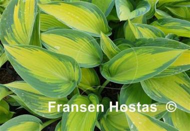 Hosta Rifnik