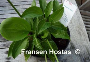 Hosta Rim Rock