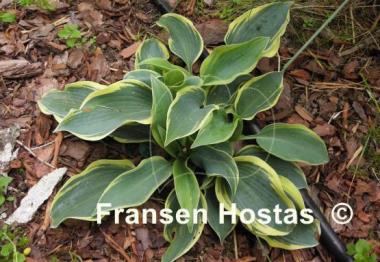 Hosta Ringmaster
