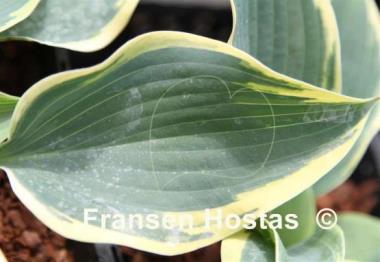 Hosta Ringmaster