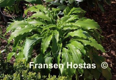 Hosta Ringtail