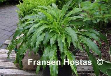 Hosta Ringtail