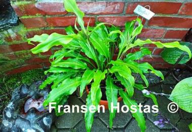 Hosta Ringtail