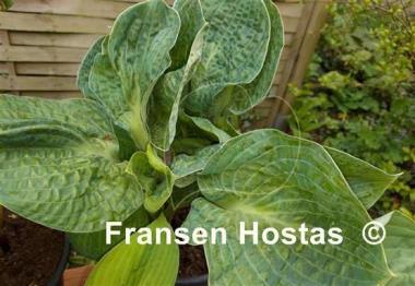 Hosta Ripped