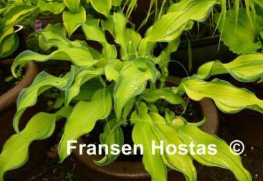 Hosta Ripple Effect