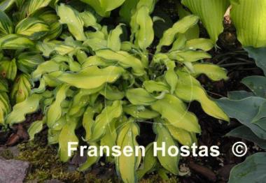 Hosta Ripple Effect