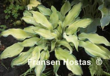 Hosta Ripple Effect