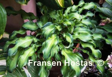 Hosta Ripple Effect