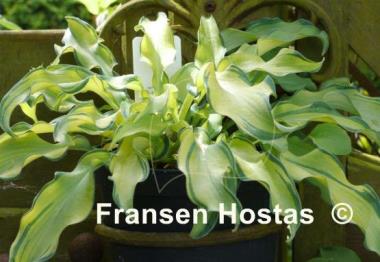 Hosta Ripple Effect