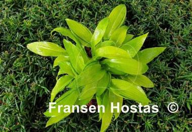 Hosta Ripple Fever