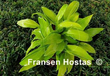 Hosta Ripple Fever
