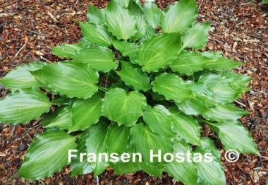 Hosta Rippled Honey