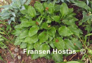 Hosta Rippled Honey