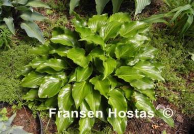 Hosta Rippled Honey