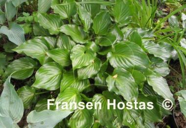 Hosta Rippled Honey