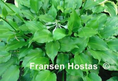 Hosta Rippled Honey