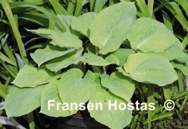 Hosta Riptide