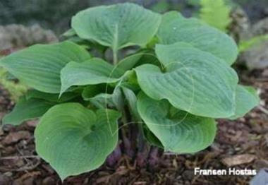 Hosta Riptide