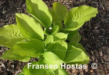 Hosta Rising Sun