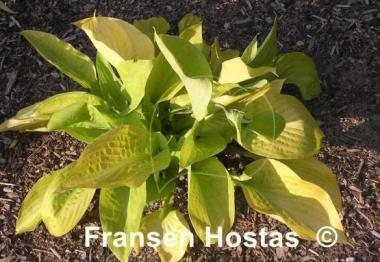 Hosta Rising Sun