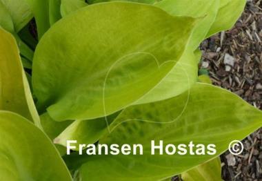 Hosta Rising Sun