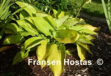 Hosta Rising Sun