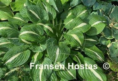 Hosta Risky Business