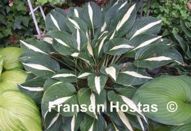 Hosta Risky Business