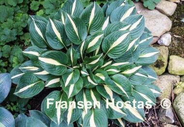 Hosta Risky Business