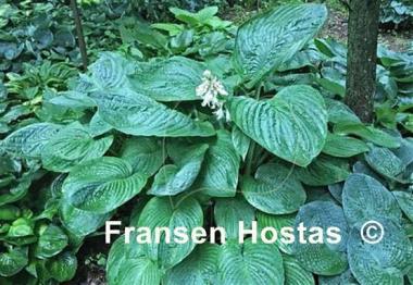 Hosta Riverboat Queen