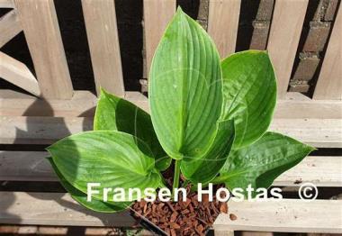 Hosta Riverboat Queen