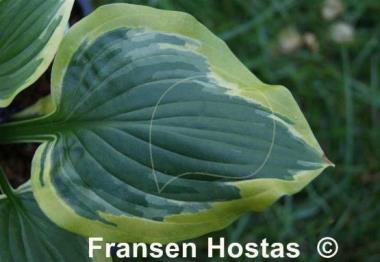 Hosta Riviera Sunset