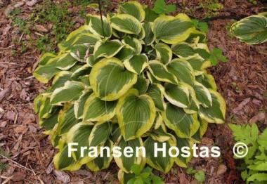 Hosta Riviera Sunset
