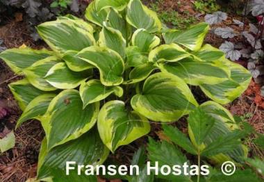 Hosta Riviera Sunset